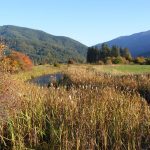Wetlands at Pearce Family Ranch