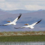 American White Pelicans in flight over Sierra Valley