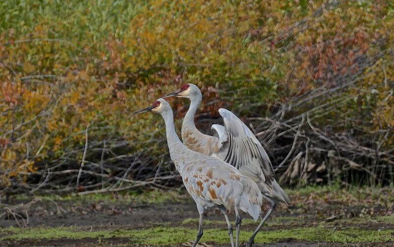A pair of Sandhill Cranes in wetlands at Lake Almanor