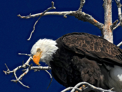 A bald eagle looks down from his perch near Olsen Barn Meadow