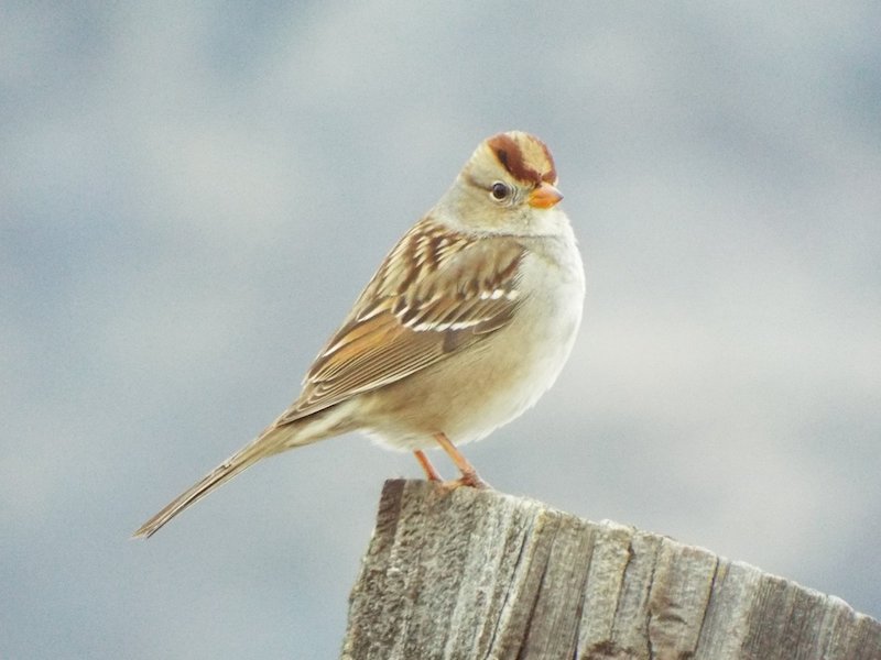 Juvenile White-crowned Sparrow