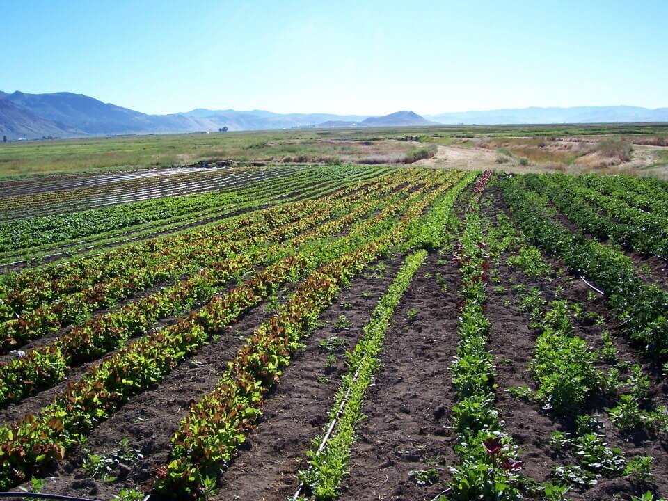 fields of greens at Sierra Valley Farms