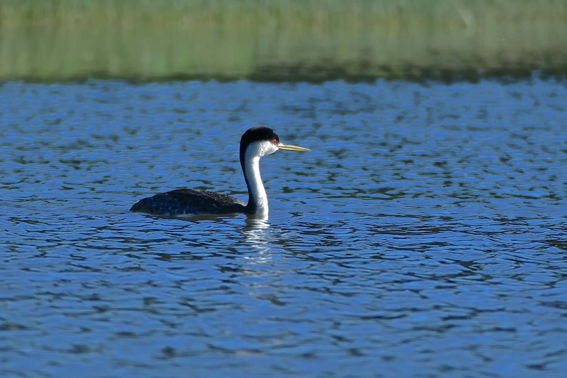 Western Grebe on Mountain Meadows Reservoir