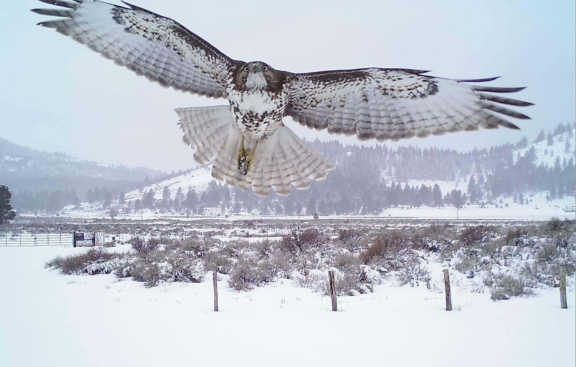 Juvenile Red-tailed Hawk in winter