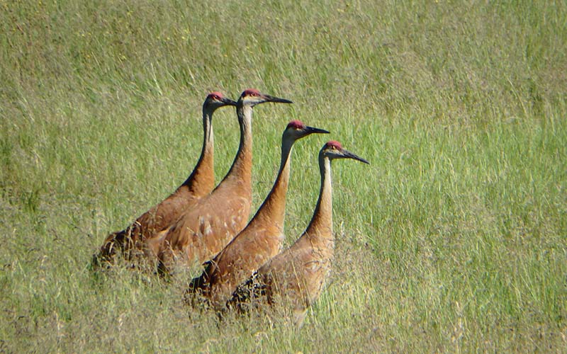 Four Sandhill Cranes in a meadow