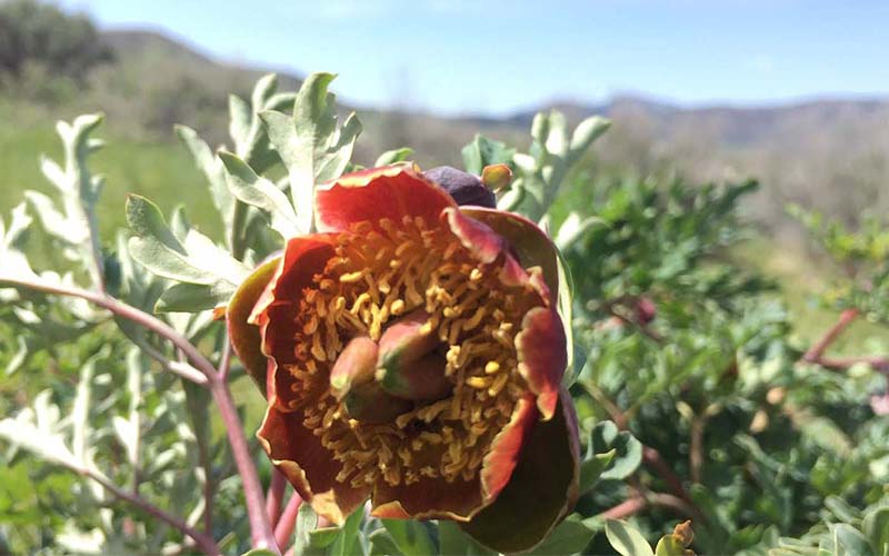 Brown's Peony at Sierra Valley Preserve