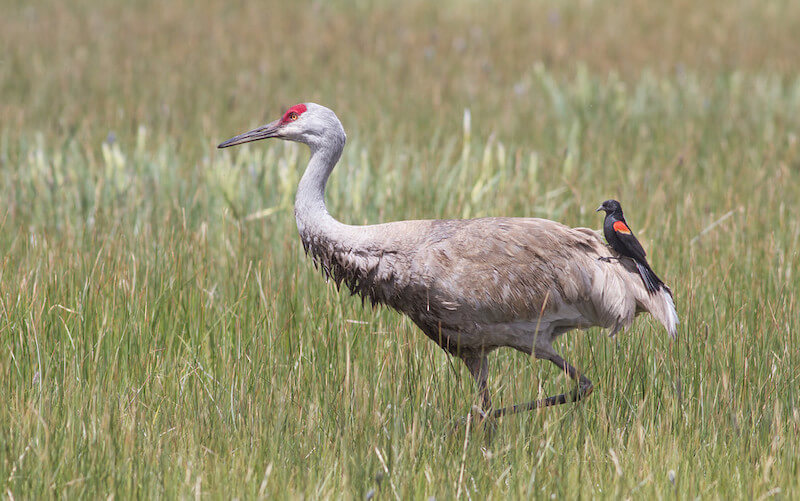 Sandhill Crane gives a ride to a Red-winged Blackbird