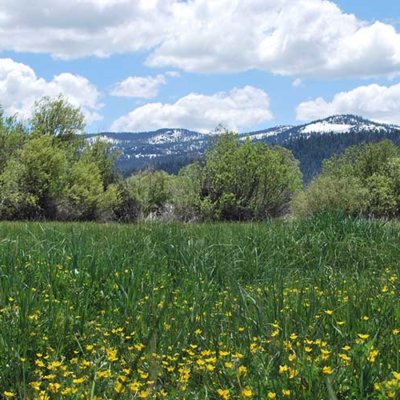 Flowers in meadow with snowy mountains at FRLT's Gateway Preserve