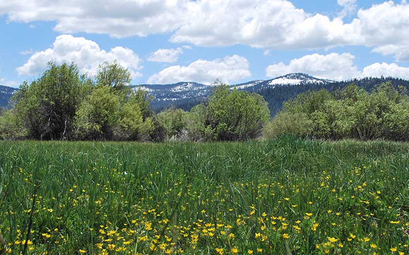 Mountain Meadows Gateway Feather River Land Trust