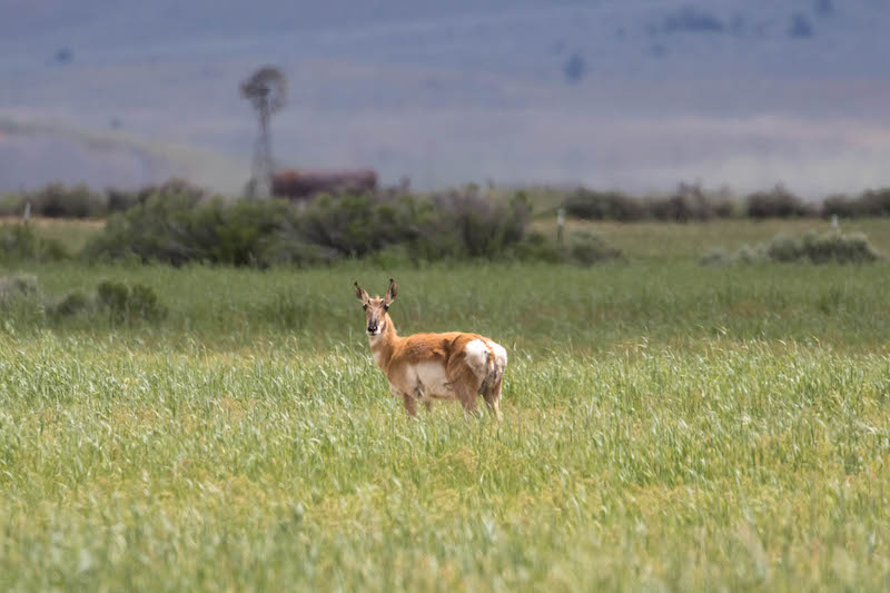 A Pronghorn pauses in a Sierra Valley meadow