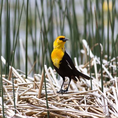 Yellow-headed Blackbird at Sierra Valley Preserve