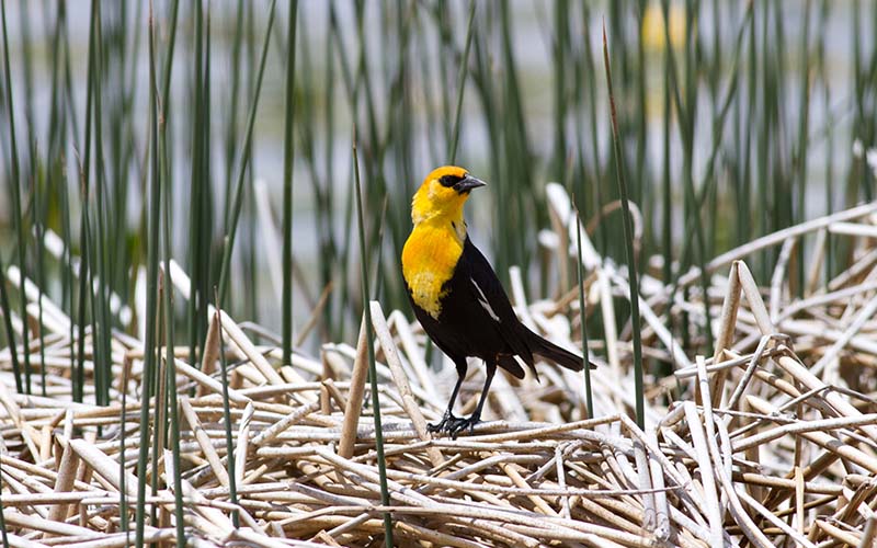 Yellow-headed Blackbird at Sierra Valley Preserve