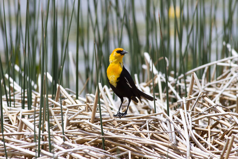 Yellow-headed Blackbird in Sierra Valley wetlands