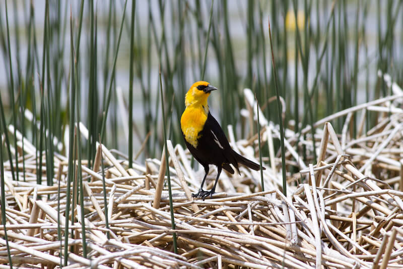 Yellow-headed Blackbird in wetland reeds
