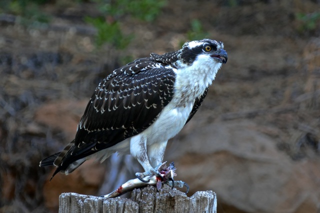 Young female Osprey with fish at Hamilton Branch