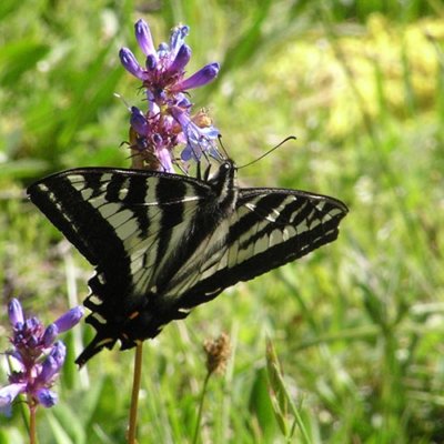A Swallowtail butterfly getting nectar from a meadow wildflower
