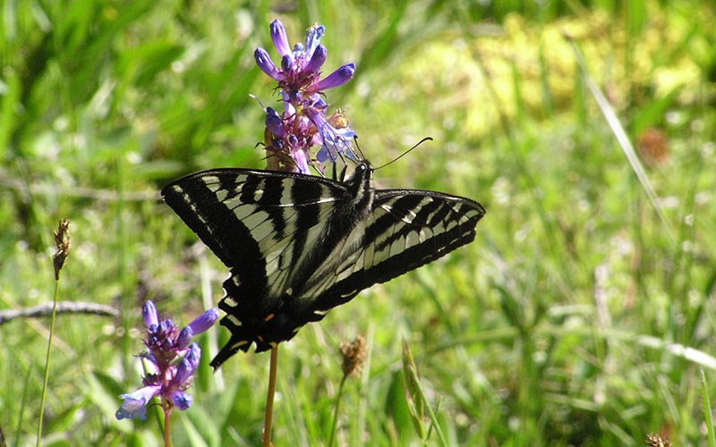A Swallowtail butterfly getting nectar from a meadow wildflower