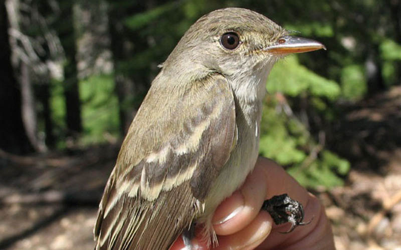 Endangered Willow Flycatcher in hand