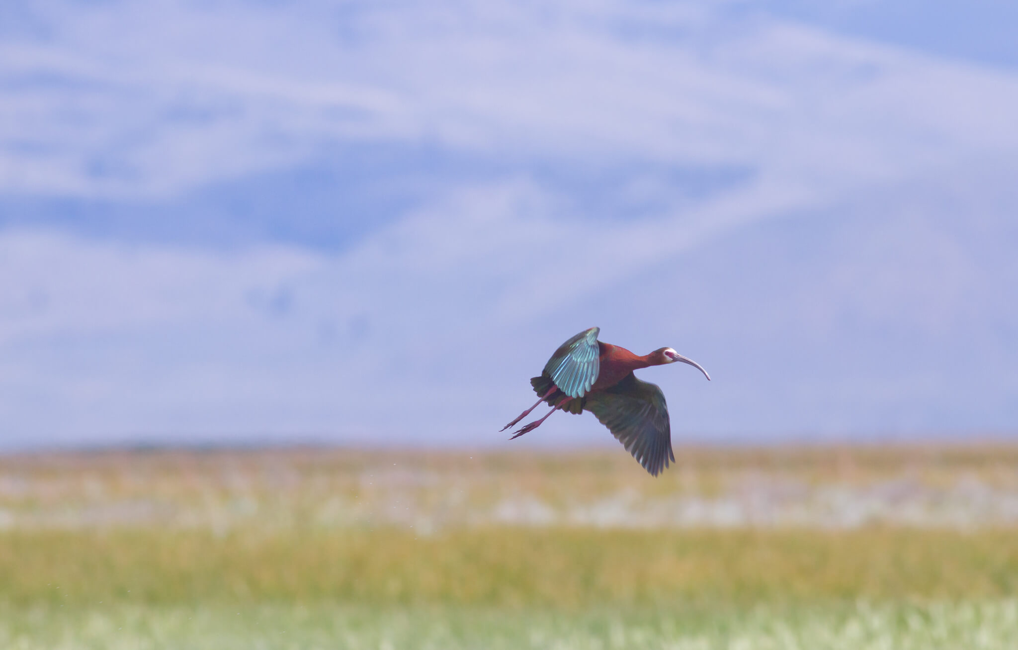 White-faced Ibis in flight in Sierra Valley