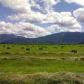 Rogers Key Brand Ranch Hay Field by Taylor Gipe
