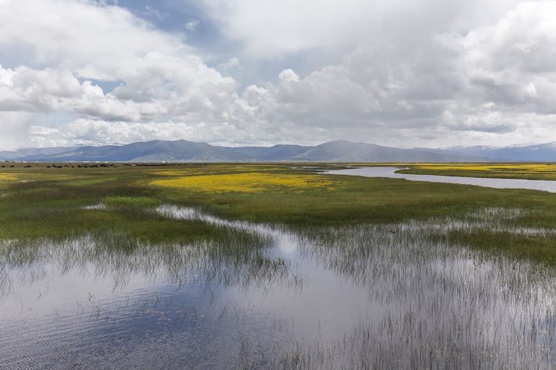 Sierra Valley wetlands and cattle