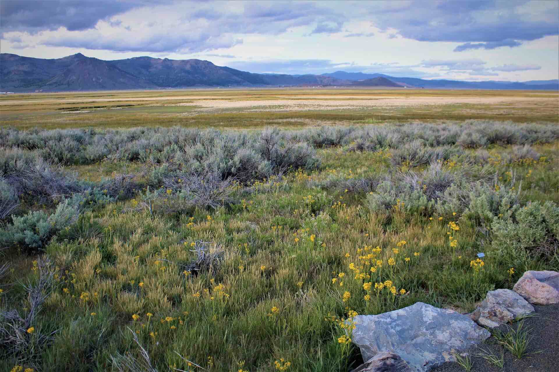 Trail view at Sierra Valley Preserve in spring