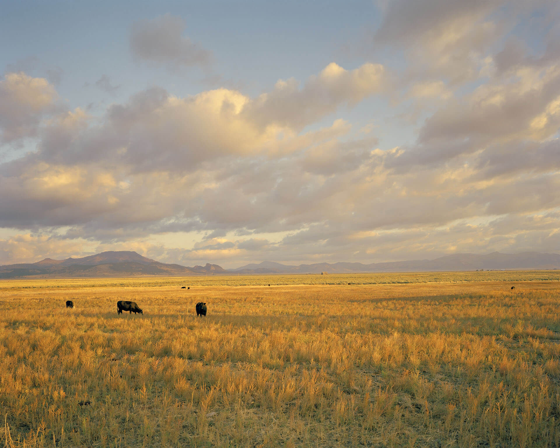 Cows grazing in Sierra Valley