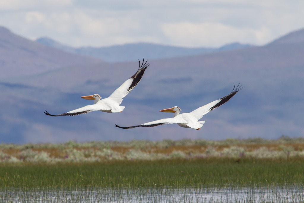 American White Pelicans in flight over Sierra Valley