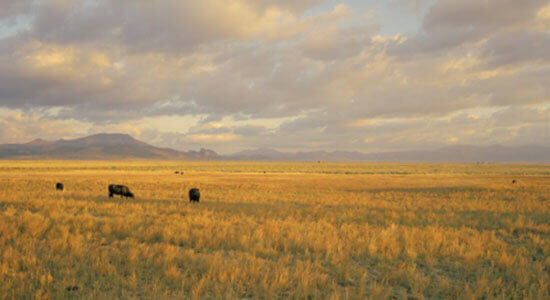 Cattle grazing in meadow in Sierra Valley