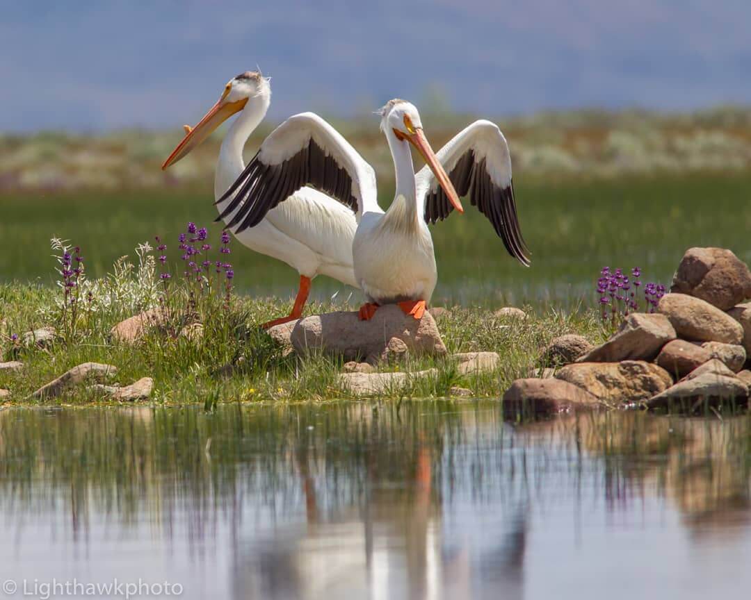 American White Pelicans with flowers