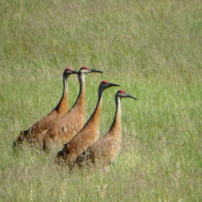 Sandhill cranes at the Olsen Barn Meadow