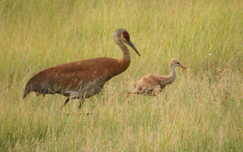 Sandhill Crane and colt in Chester Meadows