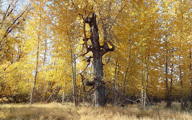 Autumn cottonwoods in Chester Meadows