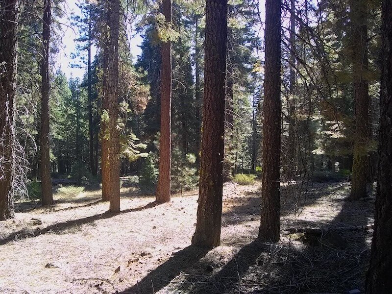 Sunlight shining among pine trees