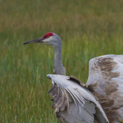 Close up of Sandhill Crane raising its wings with Sierra Valley meadow grasses in background.