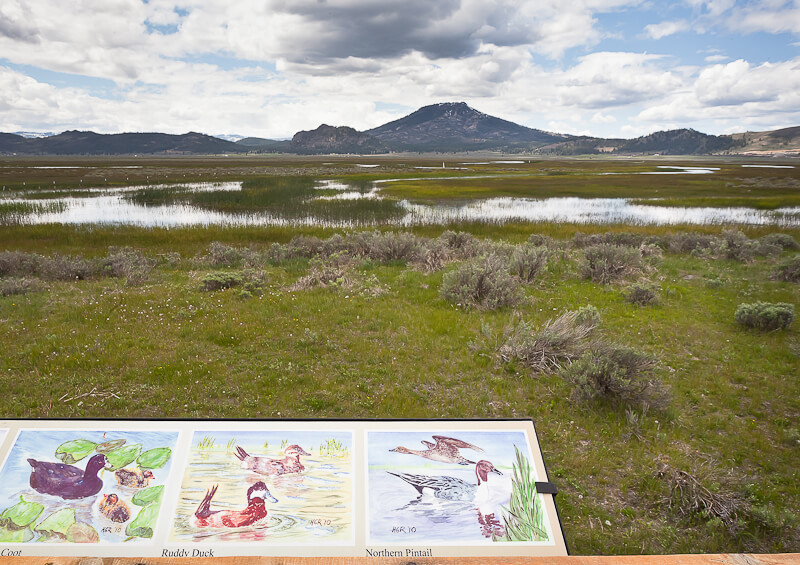 Bird viewing platform near wetlands at Sierra Valley Preserve's East Entrance