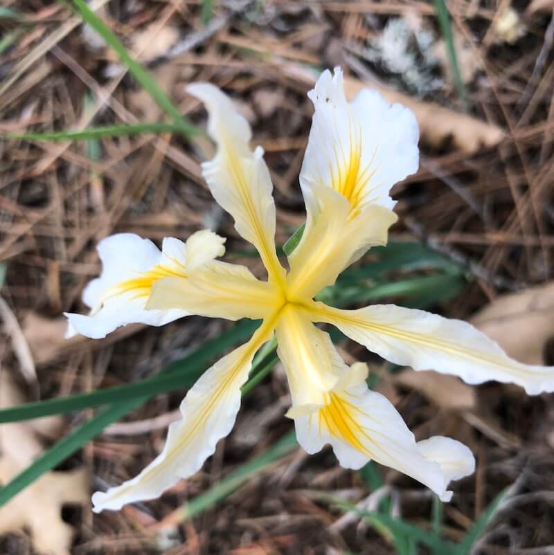 Hartweg's iris wildflower