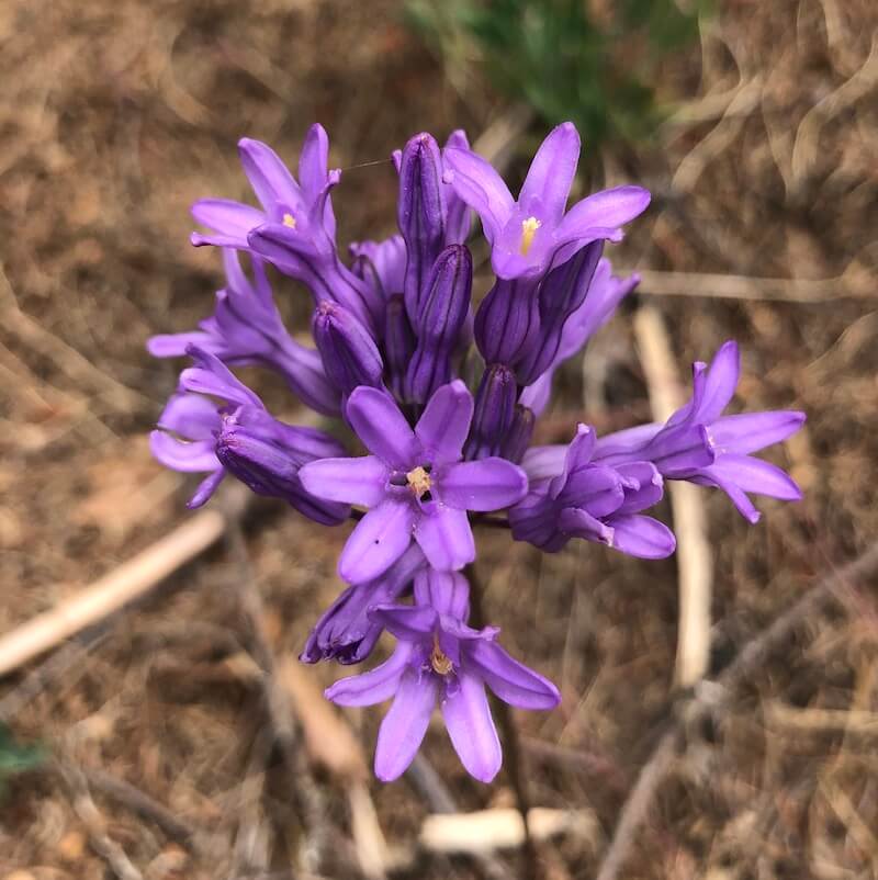 Blue dicks wildflower