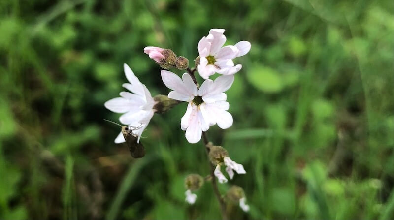 Pink woodland star wildflower