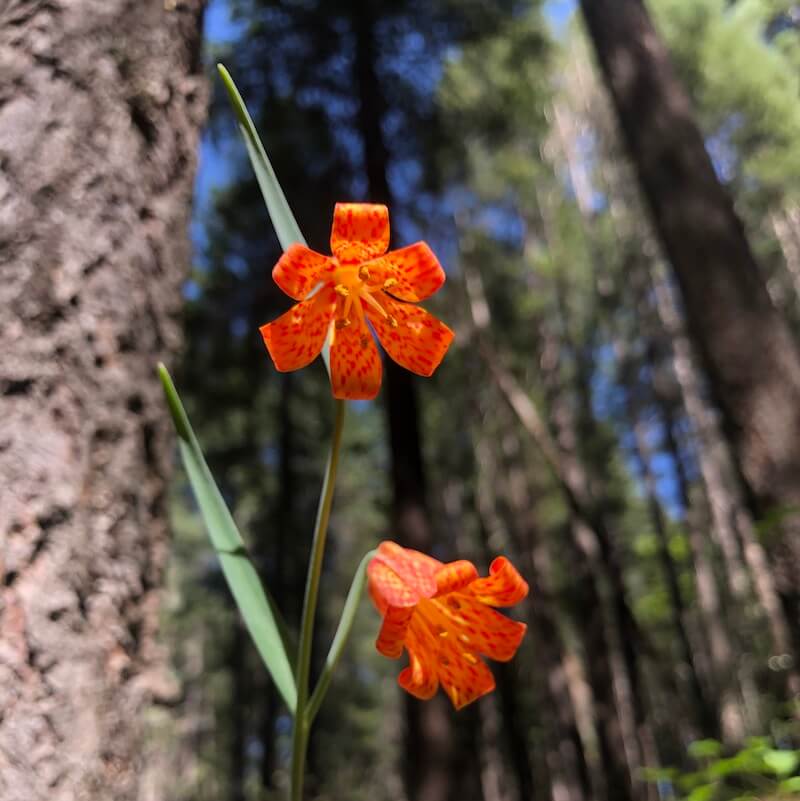 Scarlet fritillary wildflower