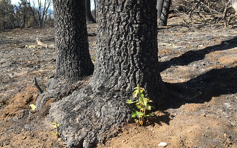 New growth on a burned oak