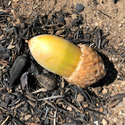 acorn on scorched ground