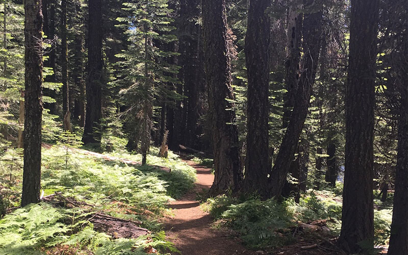 Mill Creek trail at Bucks Lake