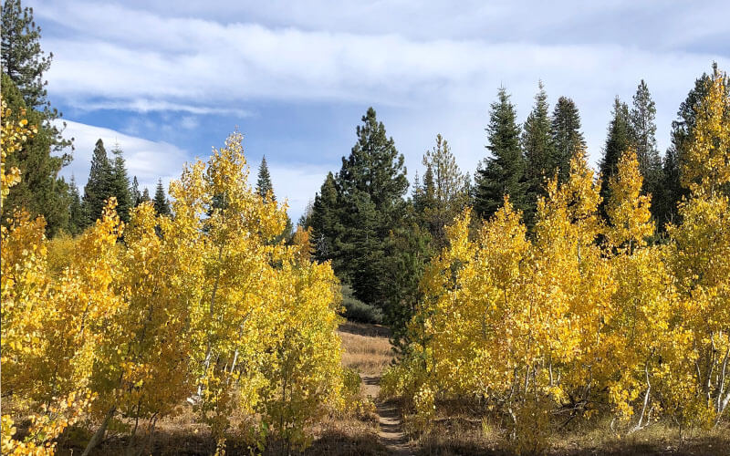 Aspens at Bucks Lake