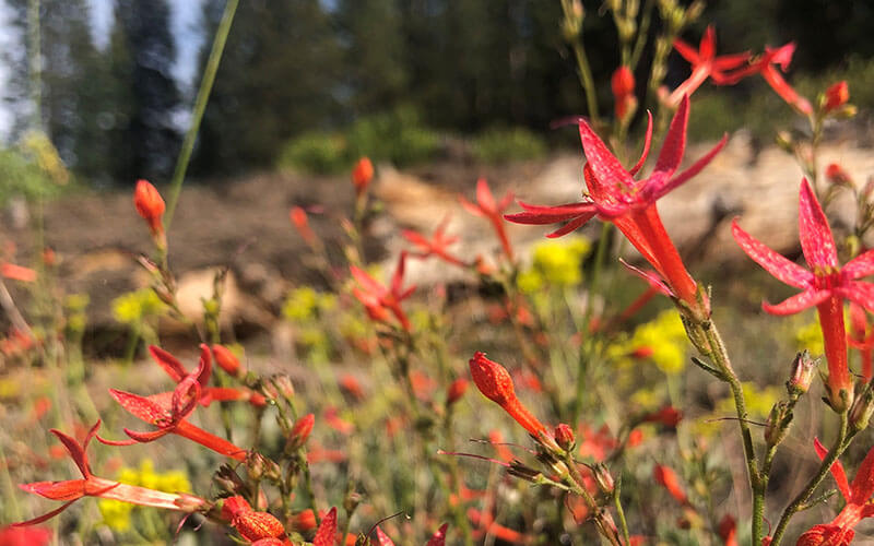 Scarlet gilia at Bucks Lake