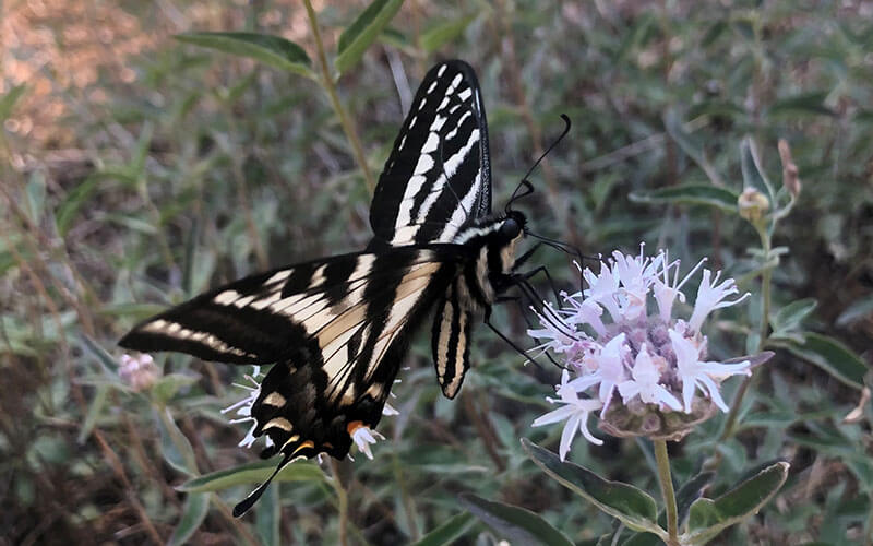 Swallowtail butterfly at Bucks Lake