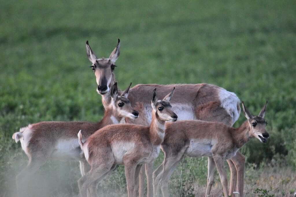 A Pronghorn with 3 young in Sierra Valley