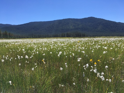 Wildflowers in a fen at Hollitz Ranch in Sierra Valley