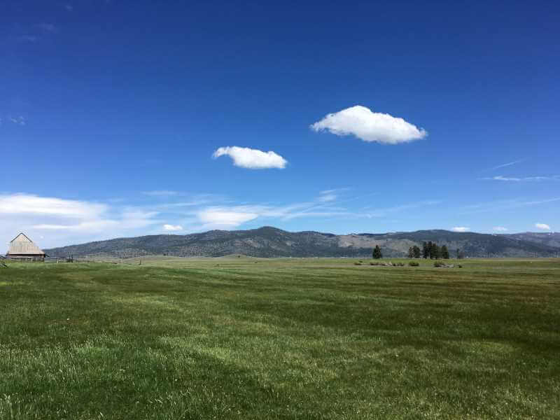 Large green meadow, blue skies, pine trees and barn visible in the distance