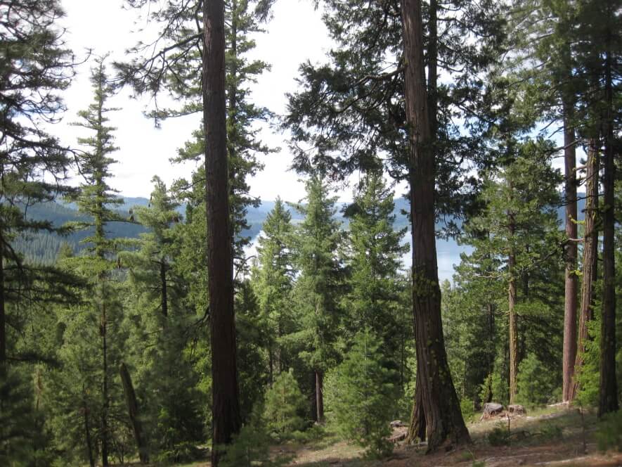 Conifer forest, through the trees is view of lake